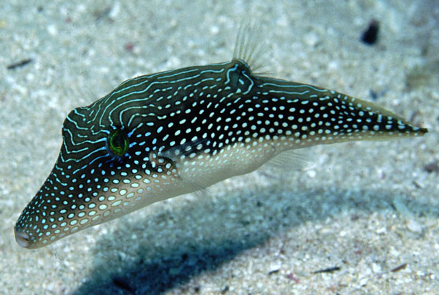 Canthigaster margaritata (Pesce palla margherita)